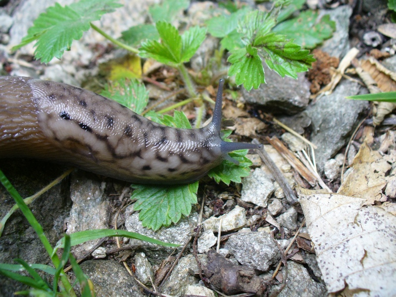 Limax subalpinus e L. monregalensis ? dal Piemonte